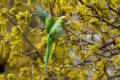 Rose-ringed Parakeet 