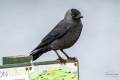 Eurasian Jackdaw