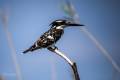 Pied Kingfisher