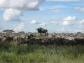 Western White-beared Wildebeest