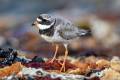 Common Ringed Plover