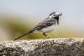 White Wagtail 