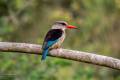 Brown-hooded Kingfisher