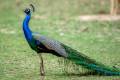 Indian Peafowl