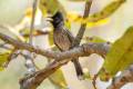 Red-vented Bulbul