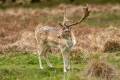 European Fallow Deer