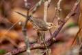 Puff-throated Babbler