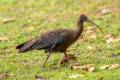 Red-naped Ibis