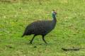 Helmeted Guineafowl