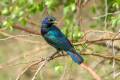 Cape Starling