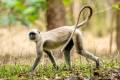 Northern Plains Grey Langur