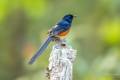 White-rumped Shama