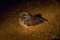 Swamp Nightjar 