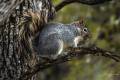 Arizona Gray Squirrel