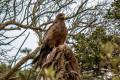 Yellow-billed Kite