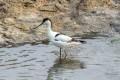 Pied Avocet