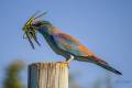 European Roller