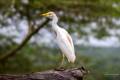 Western Cattle Egret