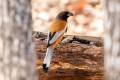 Rufous Treepie 