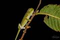 Flap-necked Chameleon