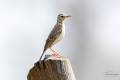 Paddyfield Pipit