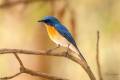 Tickell's Blue Flycatcher