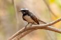 White-browed Fantail