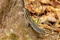 Indian Palm Squirrel