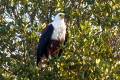 African Fish Eagle