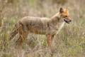 Golden Jackal