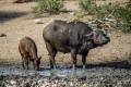 African Buffalo