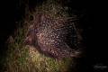 Cape Porcupine