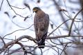 Crested Serpent-Eagle