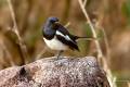 Oriental Magpie-Robin