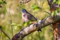 Emerald-spotted Wood-dove