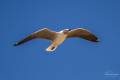 Grey-headed Gull