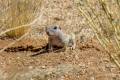 Round-tailed Ground Squirrel