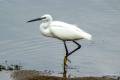 Little Egret