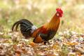 Red Junglefowl