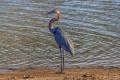 Goliath Heron