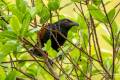 Greater Coucal