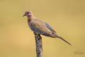 Laughing Dove