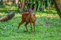 Natal Red Duiker