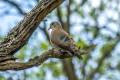 Emerald-spotted Wood-dove