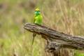 Asian Green Bee-eater