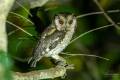 Indian Scops-Owl