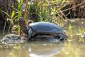 Indian Flapshell Turtle