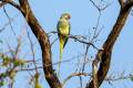 Alexandrine Parakeet