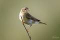 Willow Warbler