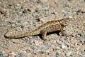 Desert Spiny Lizard